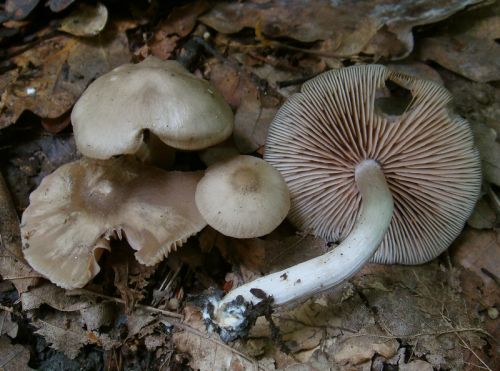 hodvábnica vtlačená / závojenka vmáčklá