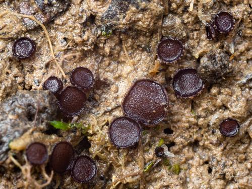 chlpanka veľkovýtrusná