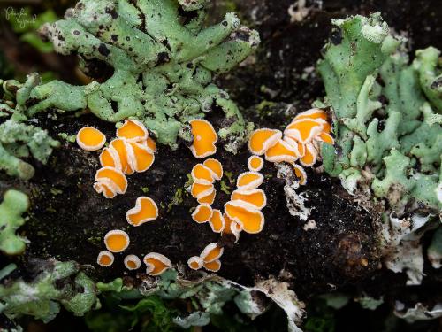 vlnuška neškodná / brvenka Hahnova