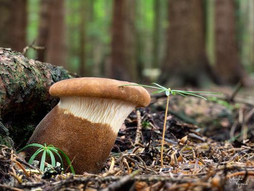 čechračka tmavohlúbiková / čechratka černohuňatá