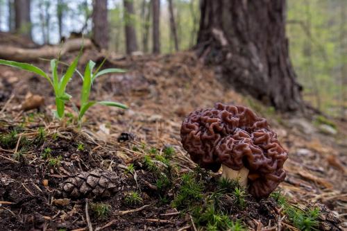 ušiak obyčajný / ucháč obecný