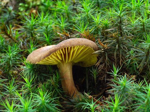 lupeňopórovec hnedožltý / lupenopórka červenožlutá