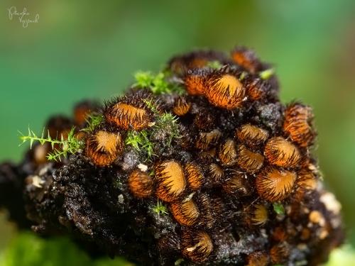 štítovnička / kosmatka