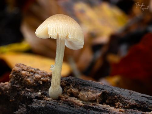 štítovka hľúzkovitá / štítovka hlízečkatá