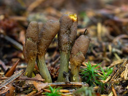 žezlovka srnková / housenice cizopasná