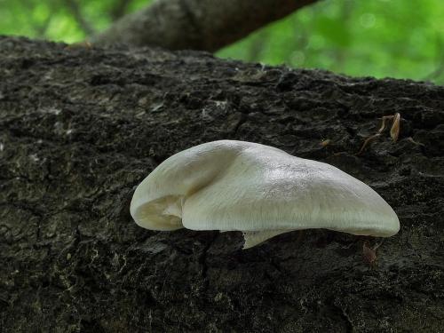 hliva závojová / hlíva čepičkatá