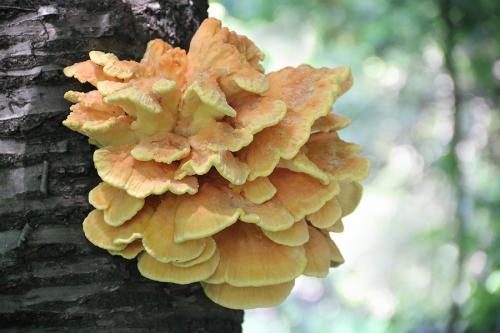 sírovec obyčajný / sírovec žlutooranžový