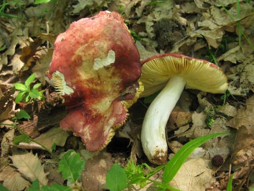 plávka červenobiela