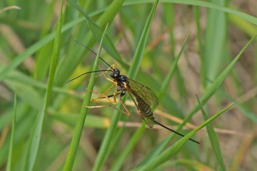Glypta sp.