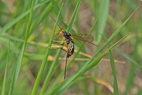 Glypta sp.