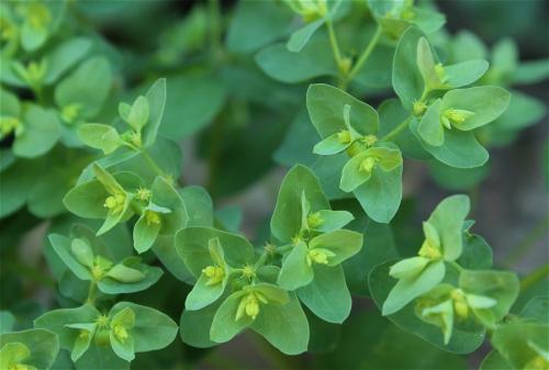 mliečnik okrúhlolistý