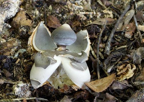 hviezdovka klenbová / hvězdovka klembová
