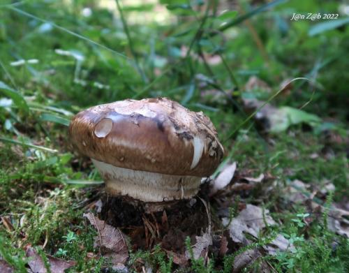 náramkovka cisárska / náramkovitka císařská