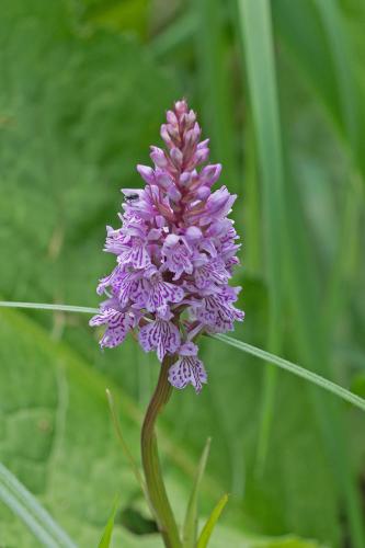 Dactylorhiza maculata