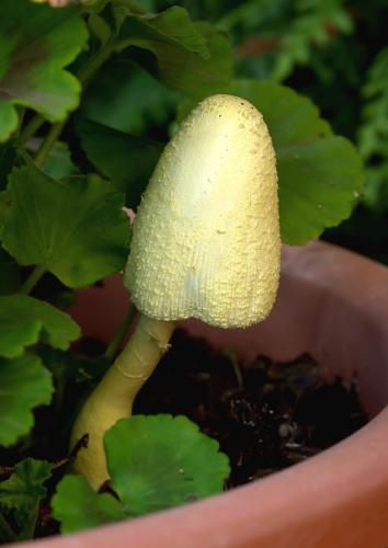 bedľovec citrónovožltý / bedla cibulkotřenná