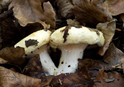 rýdzik / ryzec krátkonohý