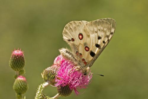 jasoň červenooký