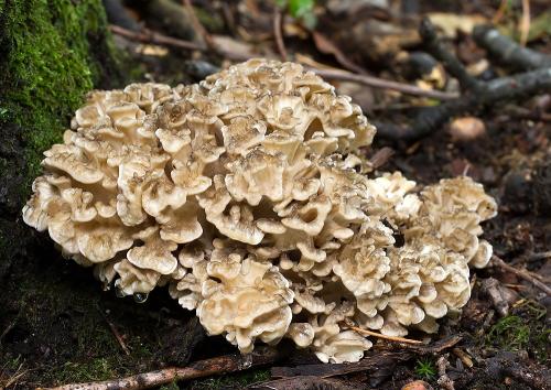 trúdnik klobúčkatý / choroš oříš