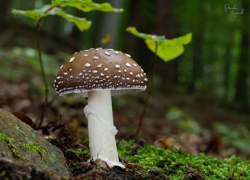 muchotrávka tigrovaná / muchomůrka tygrovaná