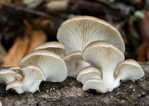 hliva lievikovitá / hlíva nálevkovitá