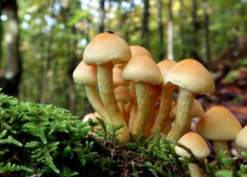 strapcovka zväzkovitá / třepenitka svazčitá