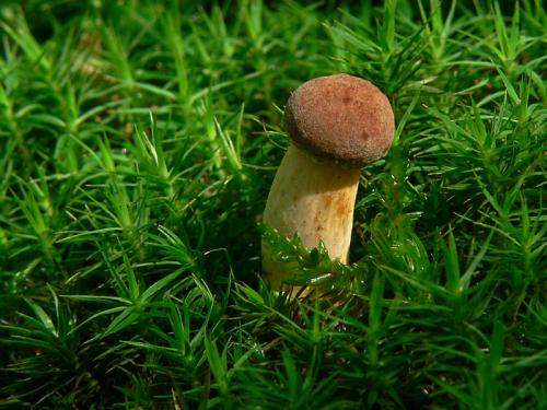 suchohríb žltomäsový / hřib žlutomasý