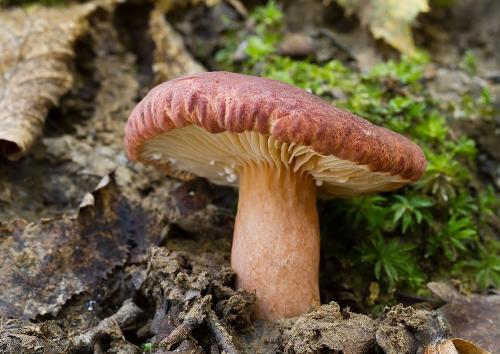 rýdzik vodnatý / ryzec syrovátkový