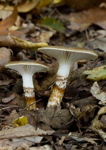 šťavnačka Persoonova / šťavnatka dvoubarvá