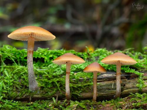 kapucňovka okrovohnedastá / čepičatka jehličnanová