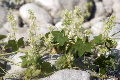 ježatec laločnatý