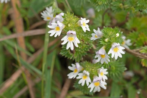 očianka bližšie neurčená