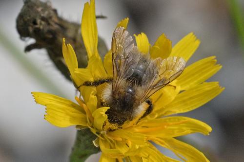bombus sp.
