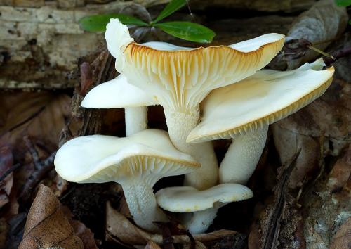 šťavnačka žltovločkatá / šťavnatka žlutolupenná