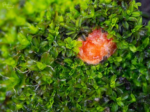 lesklospórka skrútencová