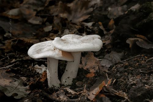 hodvábnica veľká / závojenka olovová