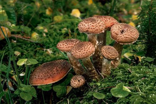 podpňovka smreková / václavka smrková