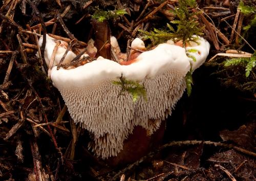 jelenkovka hnedooranžová