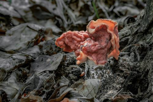 ušiak zväzkovitý / ucháč svazčitý