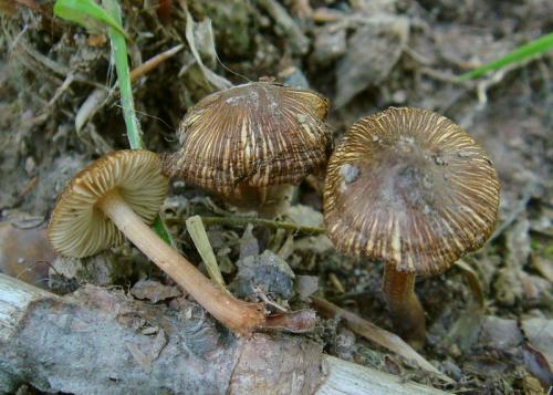 vláknica hviezdicovovýtrusná / vláknice hvězdovýtrusá