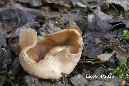 misovka žilkovaná / terčovnice síťnatá