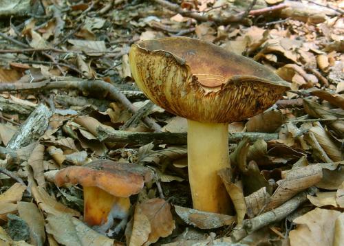 rýdzik surovičkový / ryzec syrovinka