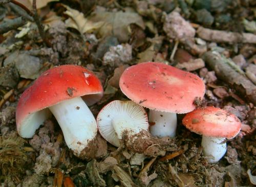 plávka nádherná / holubinka nádherná