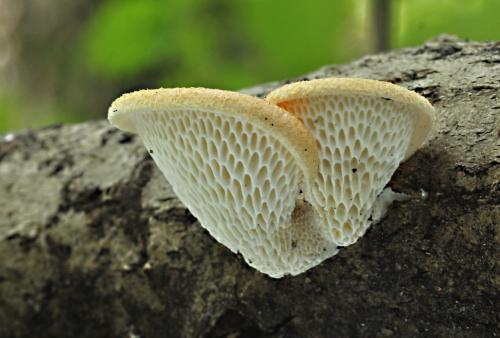 trúdnik veľkopórový / choroš voštinovitý