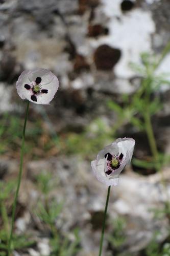 mak pochybný bielokvetý