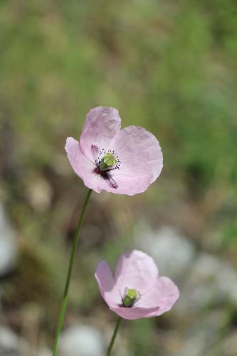 mak pochybný bielokvetý