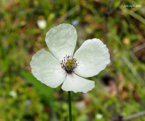 mak pochybný pravý