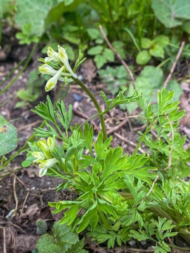 chochlačka žltobiela