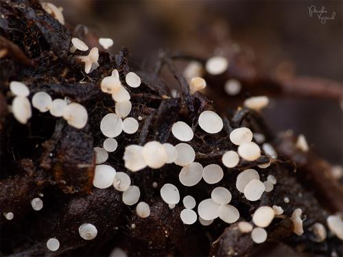 čiašenka jahňadová / miskovička vrbová