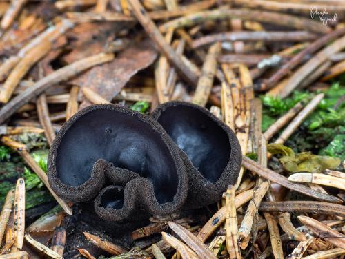 misôčka černastá / ušíčko černé