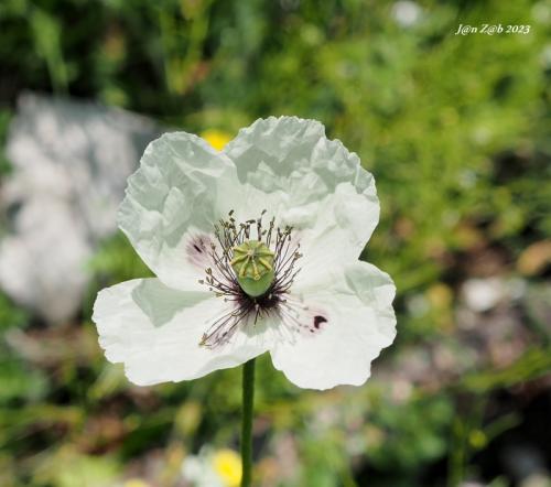 mak pochybný bielokvetý